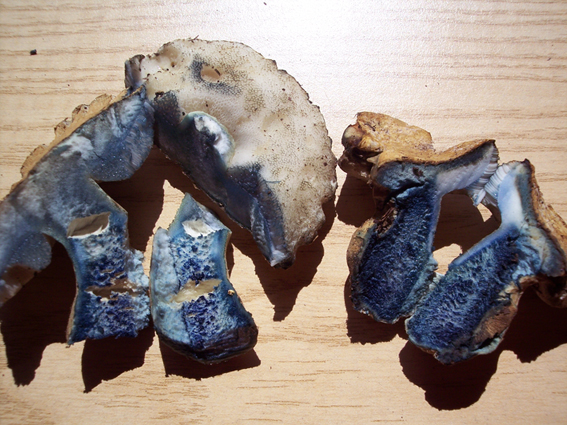 Bellissima Amanita e un Boletus